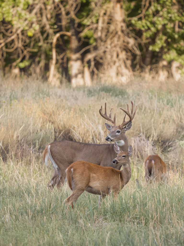 Habitat d'observation nature. Affût de chasse.